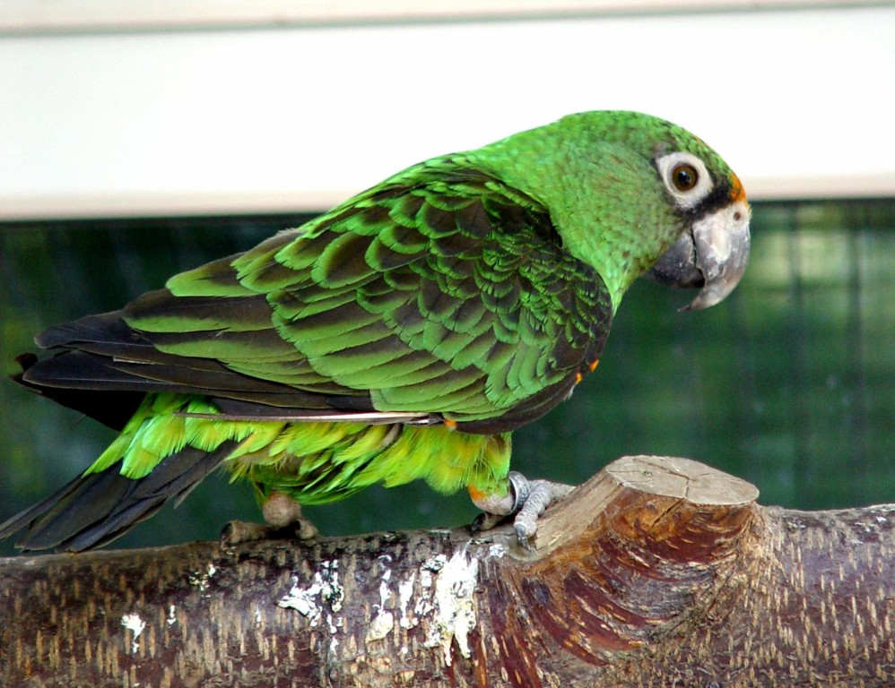 papagaio-de-jardine