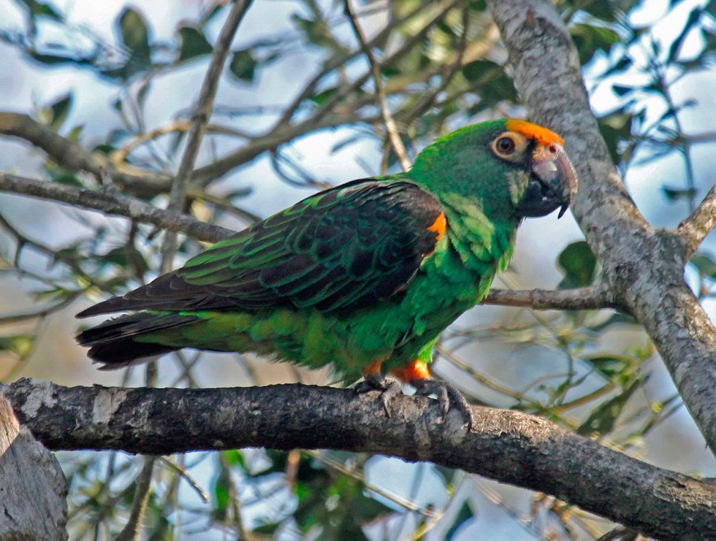 papagaio-de-jardine