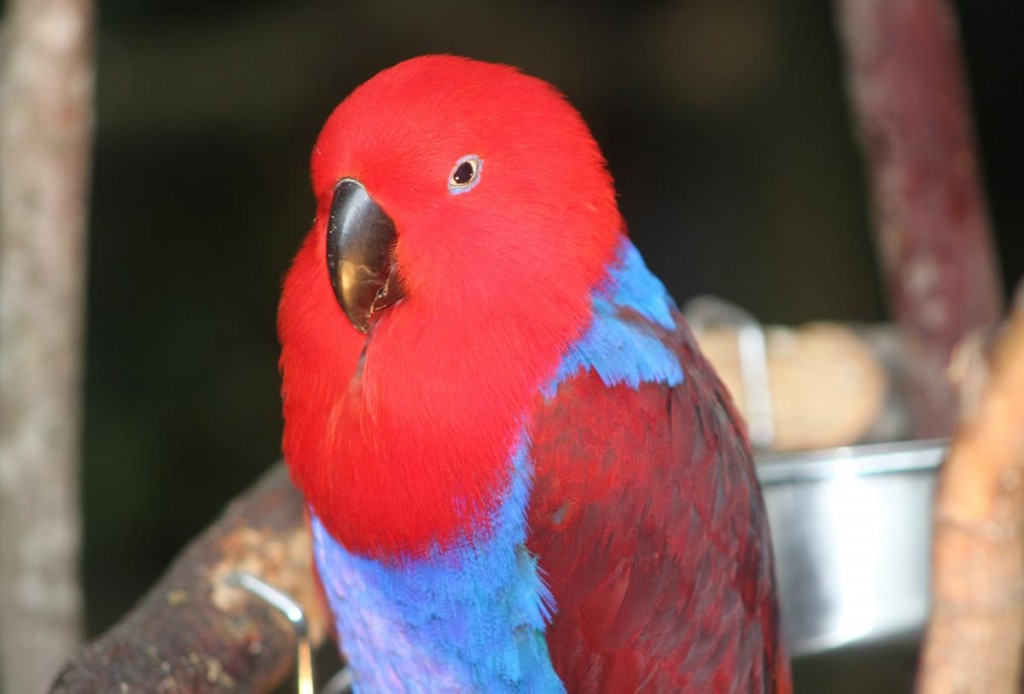 papagaio-eclectus