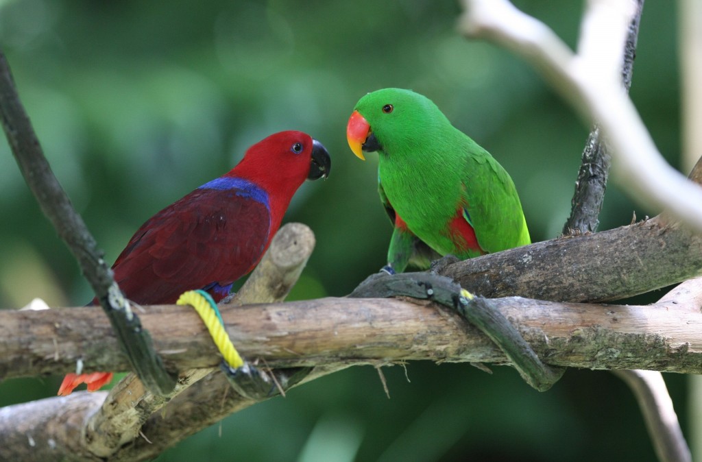 papagaio-eclectus 