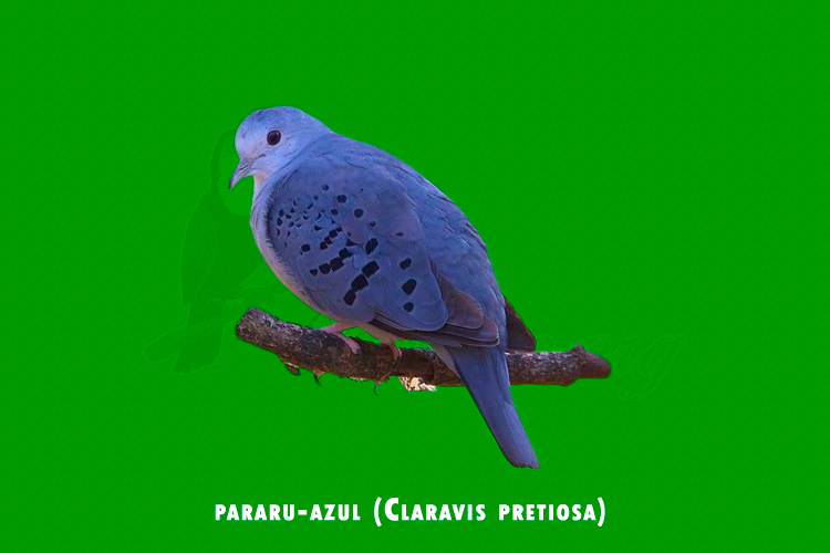 pararu-azul (Claravis pretiosa)