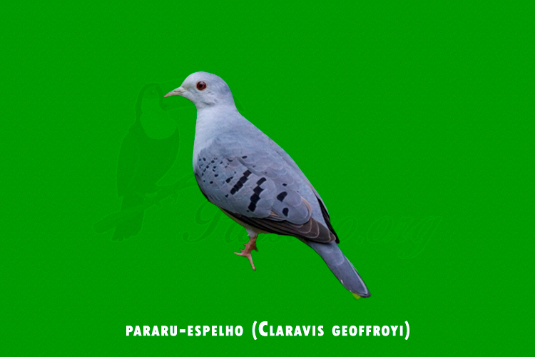 pararu-espelho (Claravis geoffroyi)