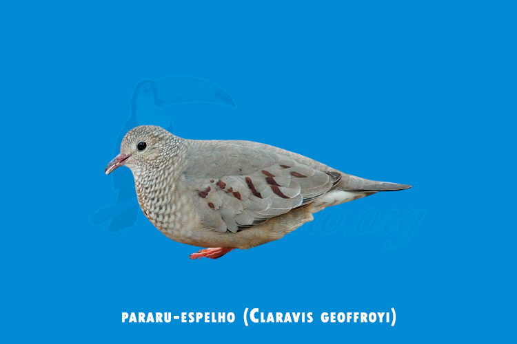 pararu-espelho (Claravis geoffroyi)