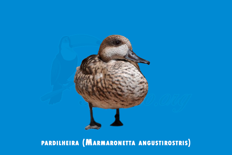 pardilheira (Marmaronetta angustirostris)