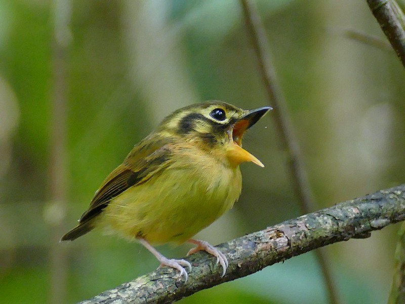 patinho 