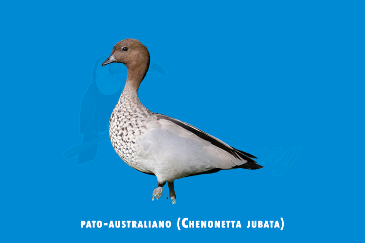 pato-australiano (Chenonetta jubata)
