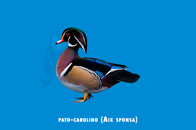 pato-carolino (Aix sponsa)