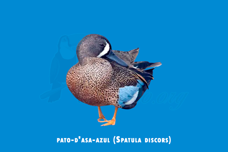 pato-d_asa-azul (Spatula discors)