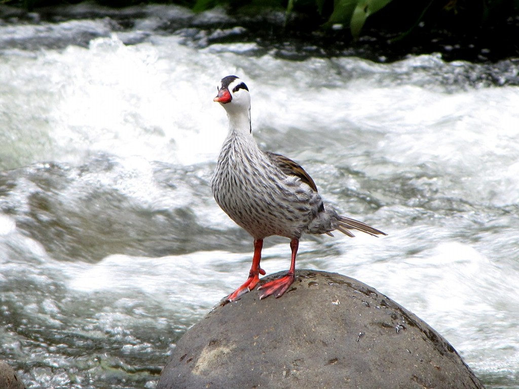 pato das torrentes