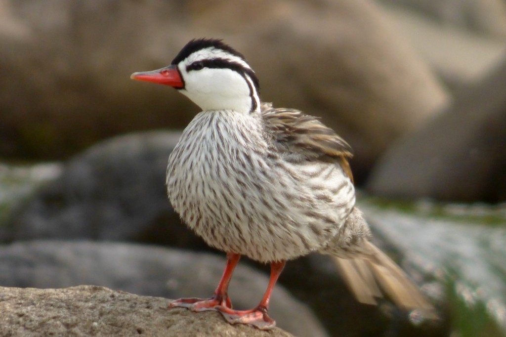 pato das torrentes