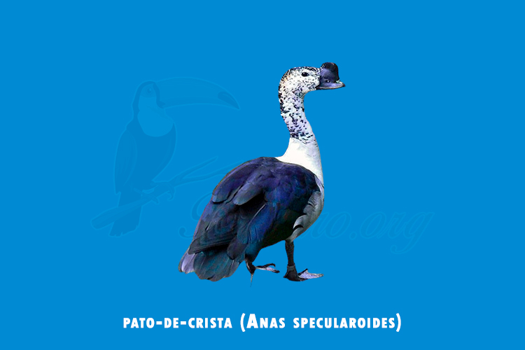 pato-de-crista (Anas specularoides)