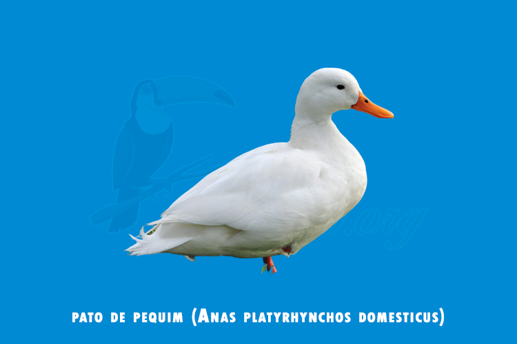 pato de pequim (Anas platyrhynchos domesticus)