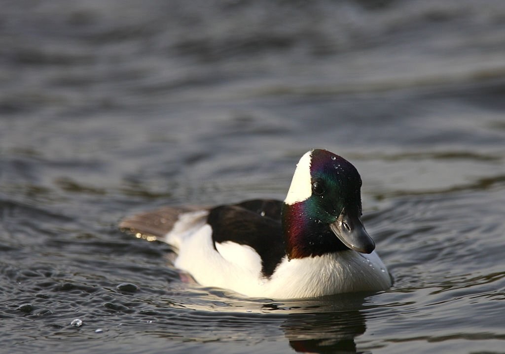 pato-de-touca-branca