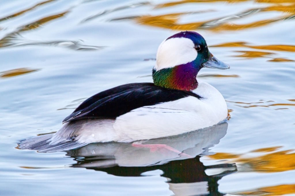 pato-de-touca-branca