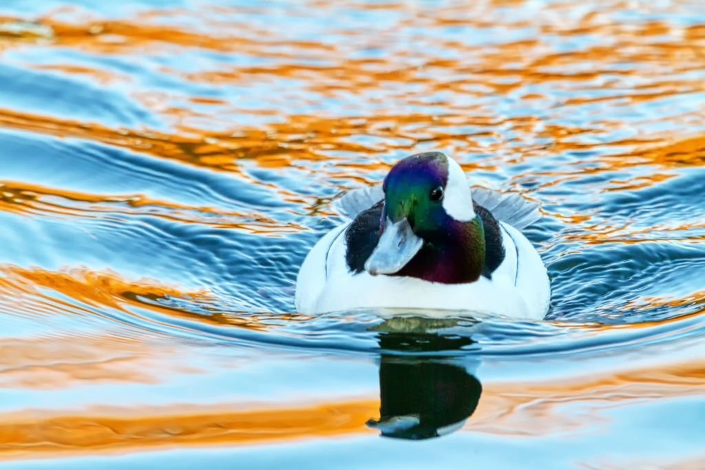 pato-de-touca-branca