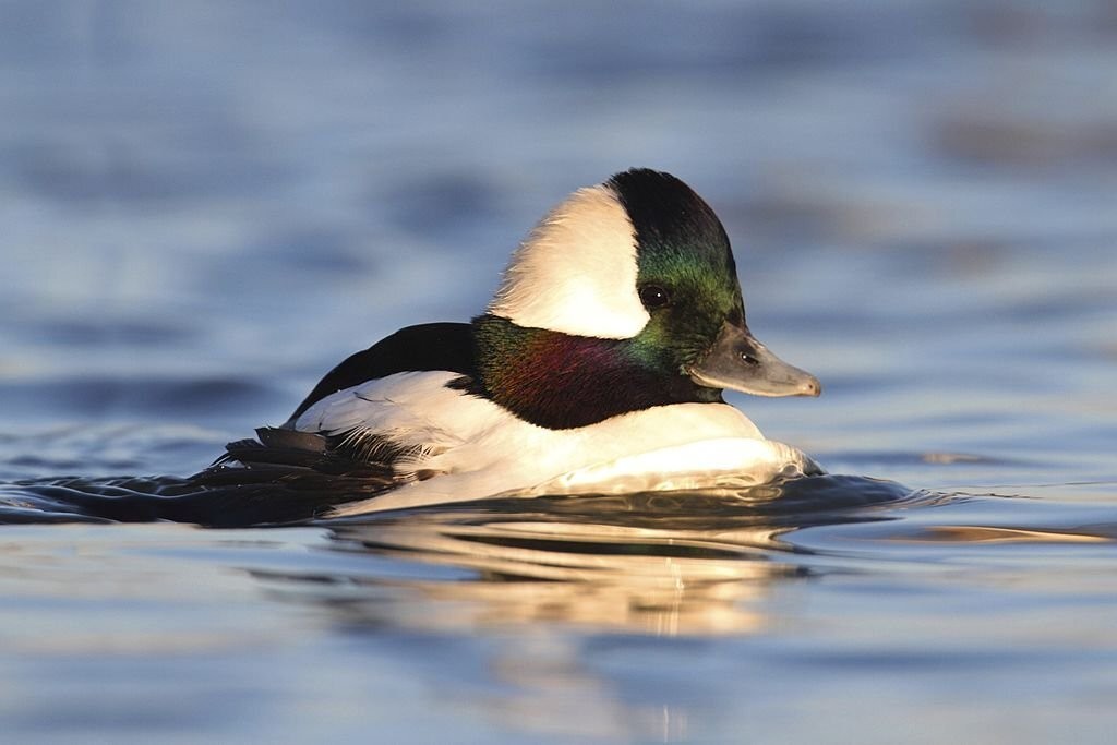 pato-de-touca-branca