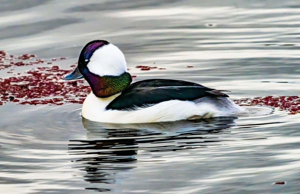 pato-de-touca-branca