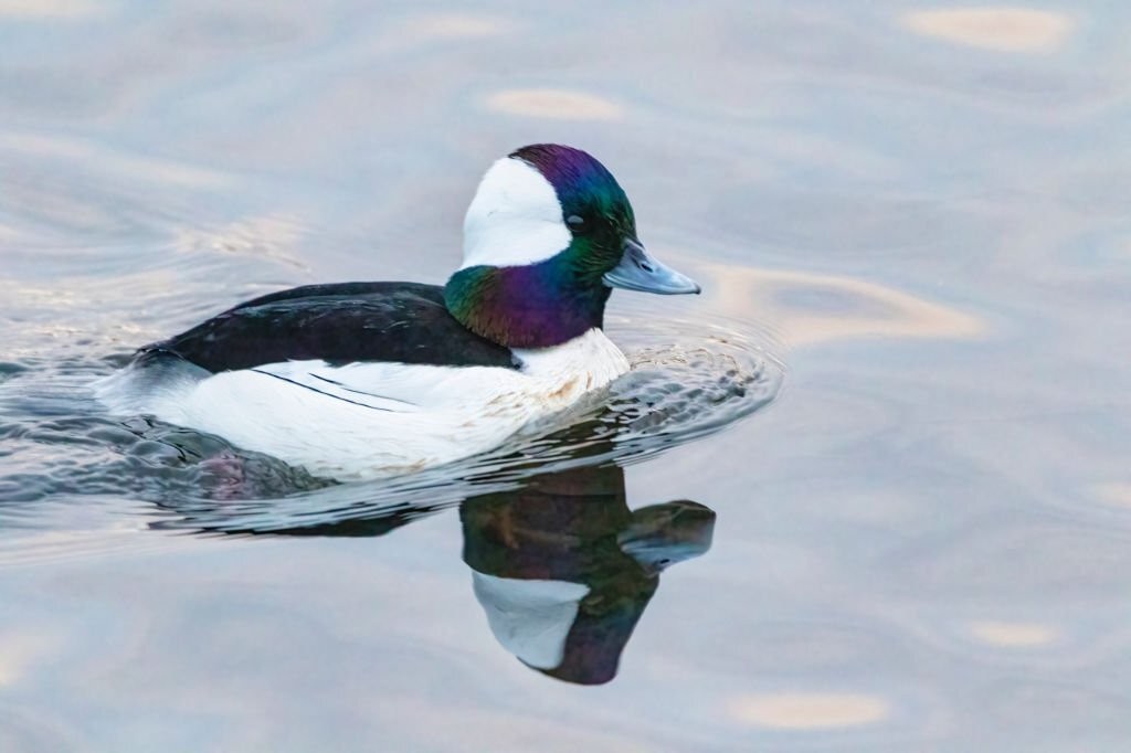 pato-de-touca-branca