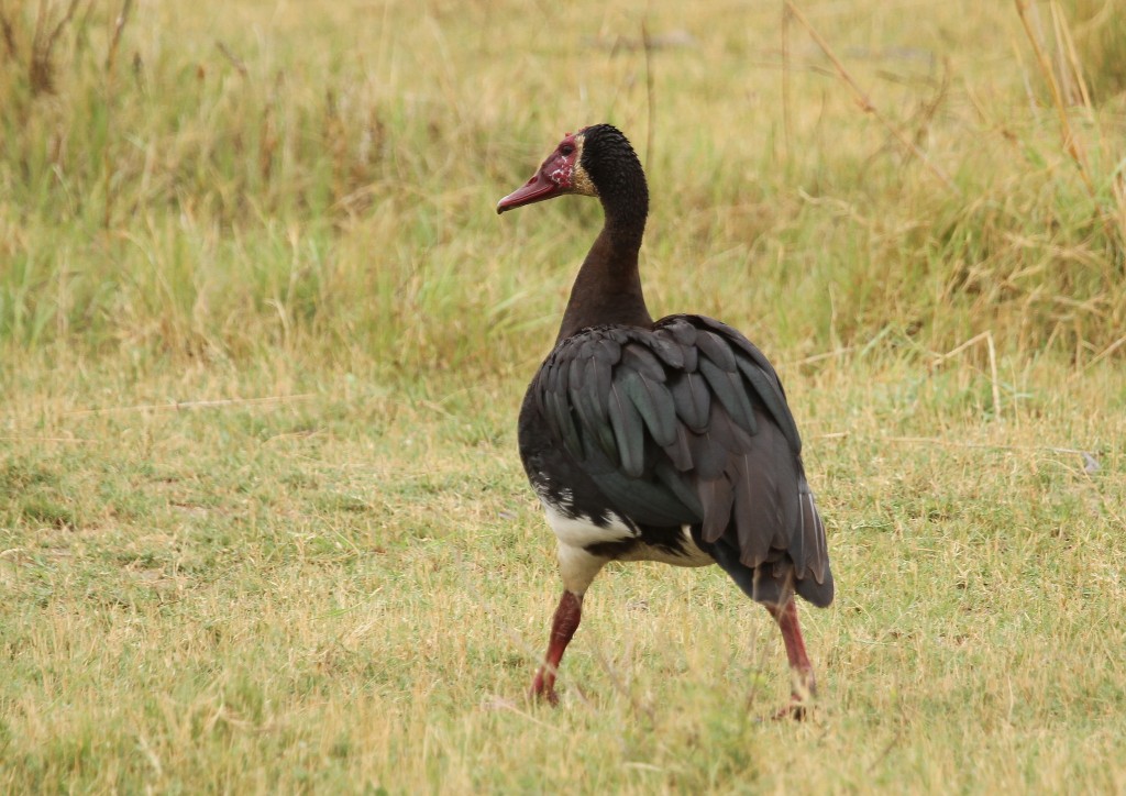 pato ferrao