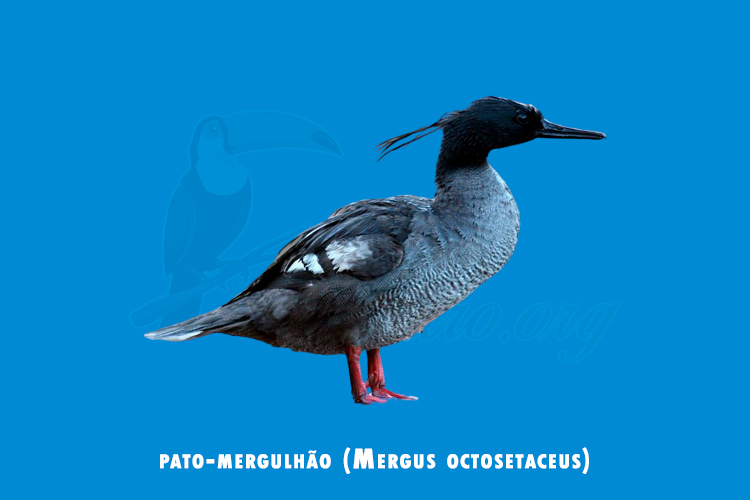 pato-mergulhão ( Mergus octosetaceus )