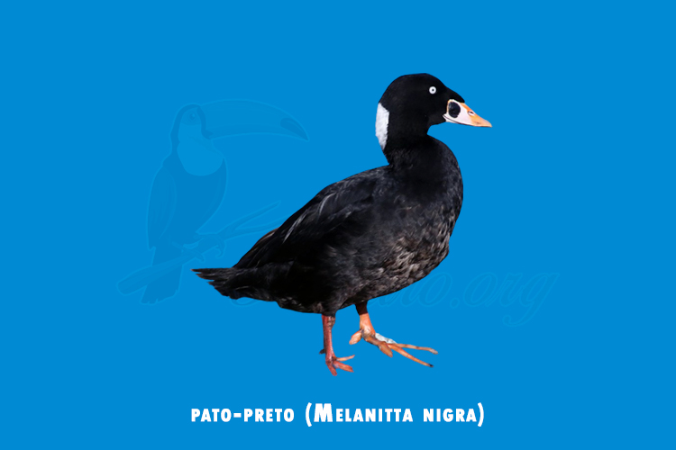 pato-preto (Melanitta nigra)