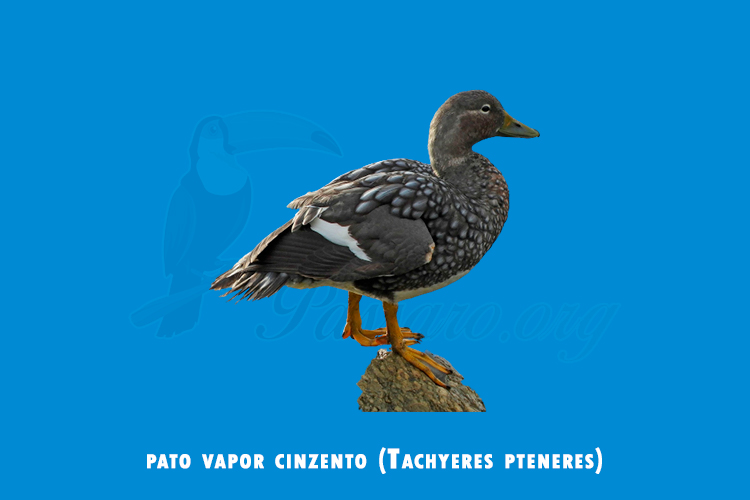 pato vapor cinzento (Tachyeres pteneres)