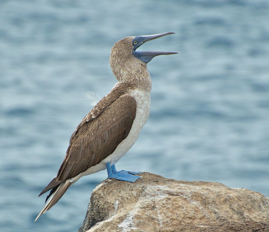 patola-de-pes-azuis