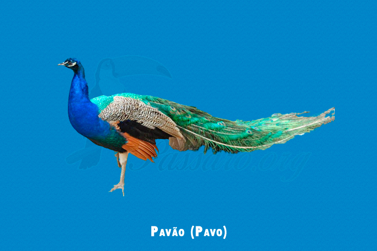 pavao ( pavo)