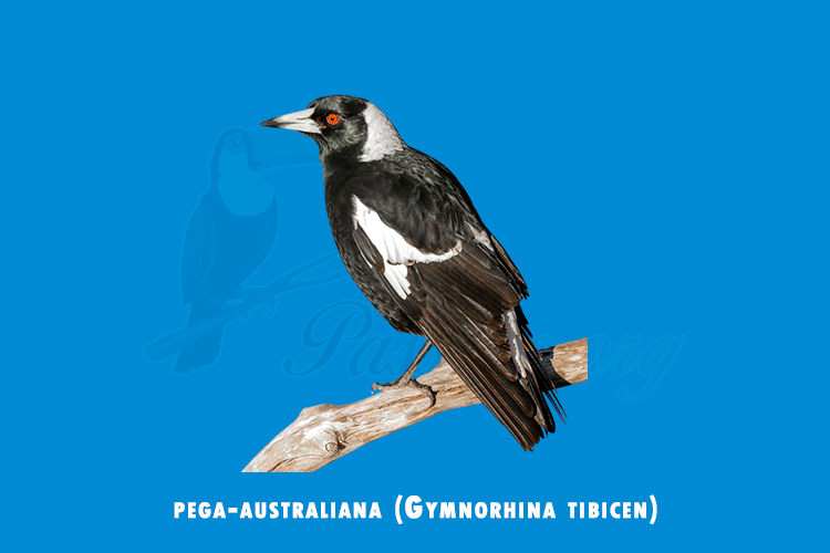 pega-australiana (Gymnorhina tibicen)
