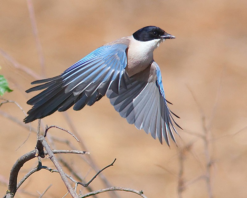 pega azul