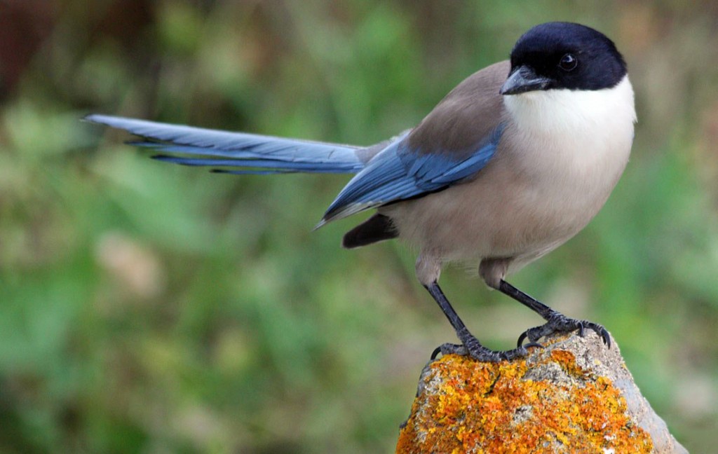 pega azul