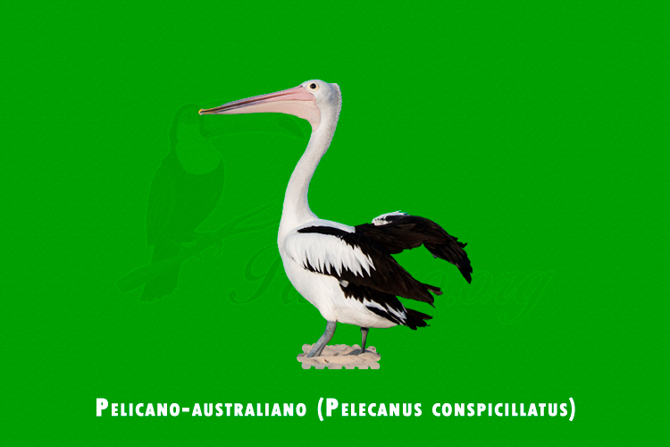 pelicano-australiano (pelecanus conspicillatus)