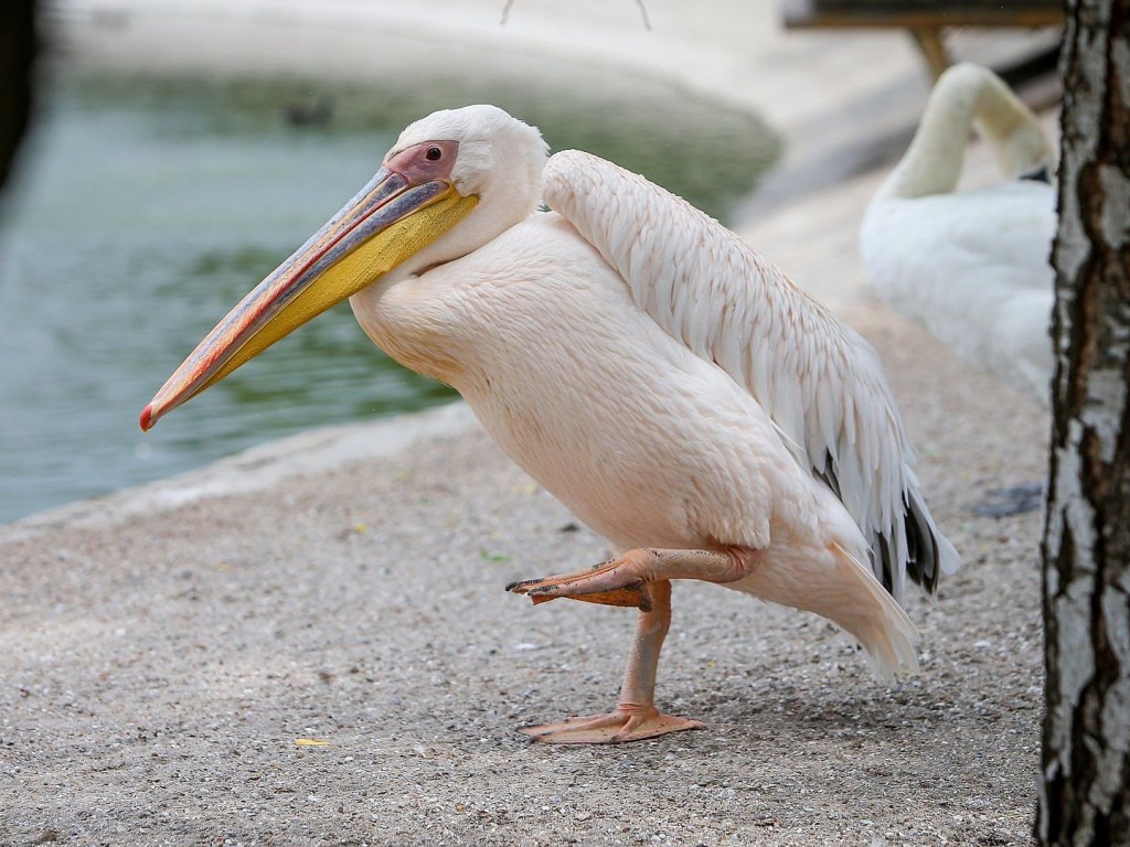pelicano-branco