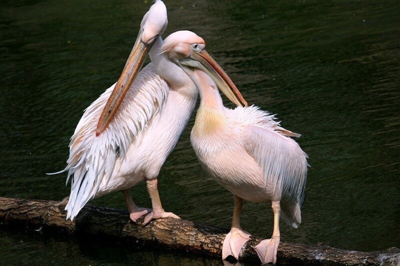pelicano-branco