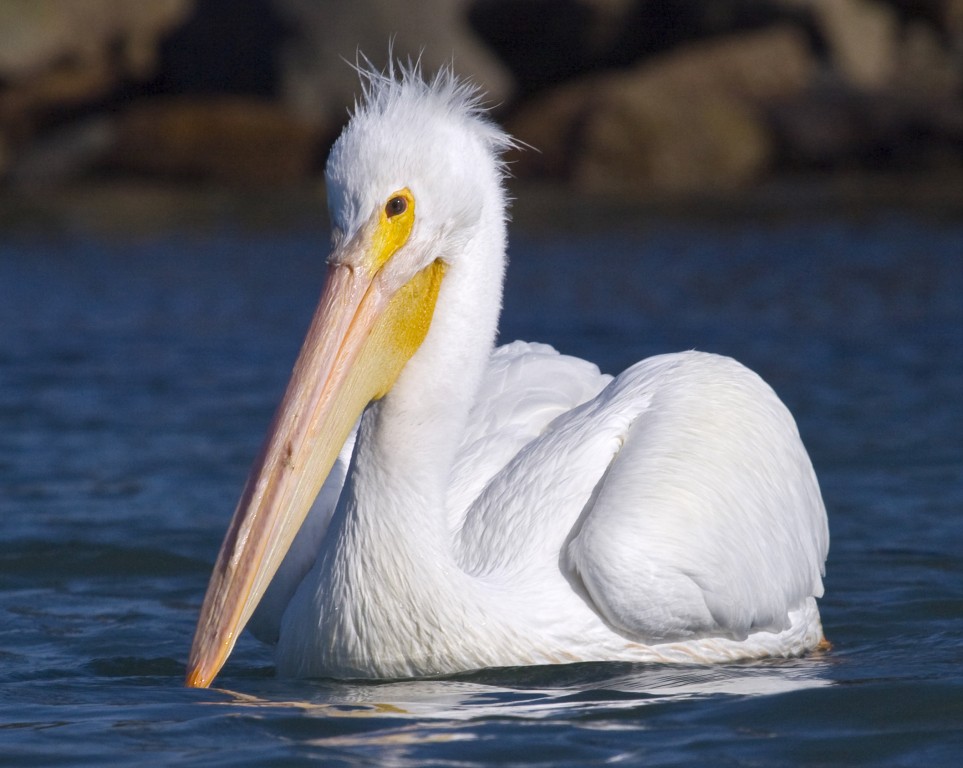 pelicano-branco-americano habitat