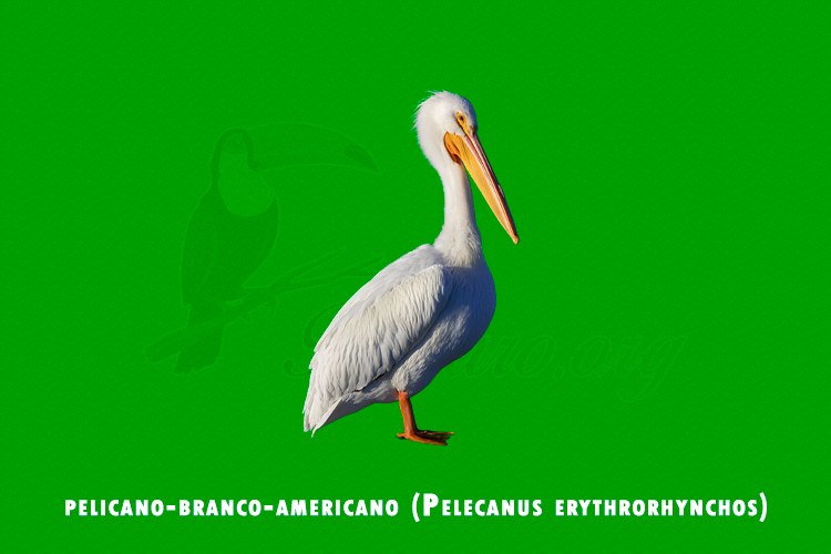 pelicano-branco-americano (pelecanus erythrorhynchos)