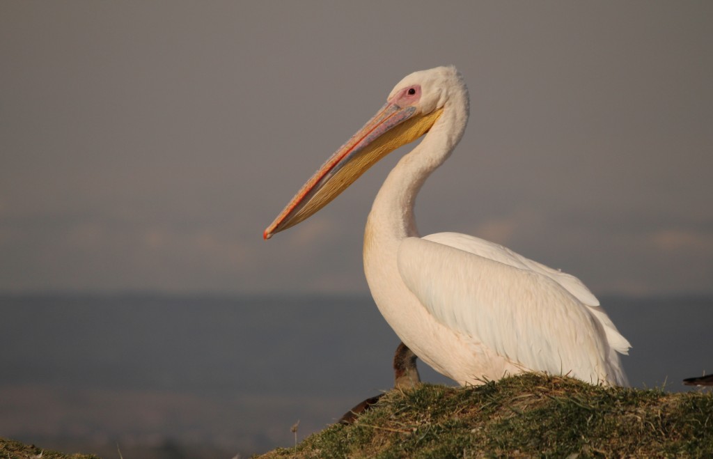 pelicano-branco-americano