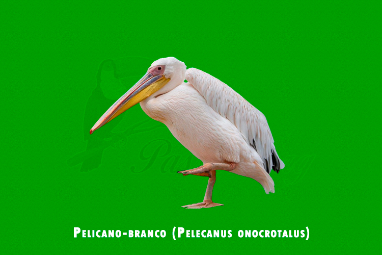 pelicano-branco (pelecanus onocrotalus)