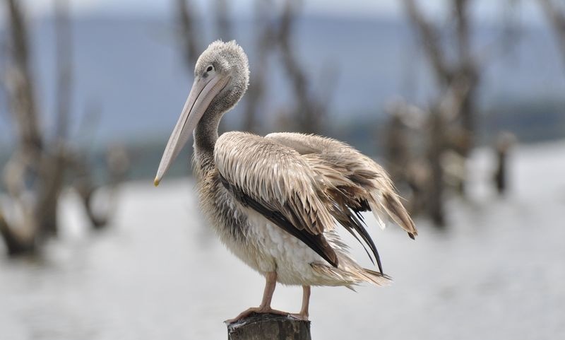 pelicano-cinzento 