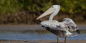 pelicano-cinzento