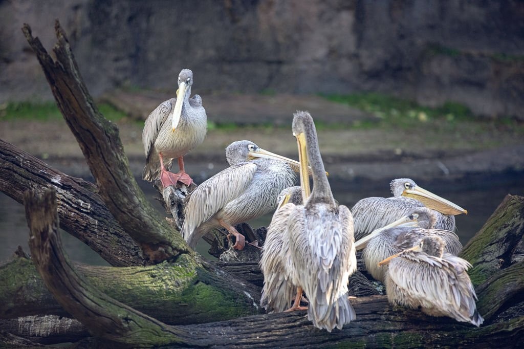 pelicano-cinzento habitat