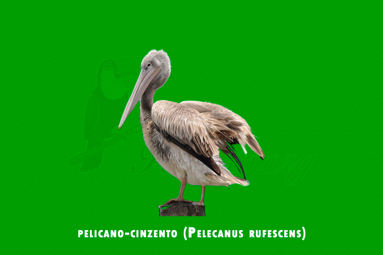 pelicano-cinzento (pelecanus rufescens)