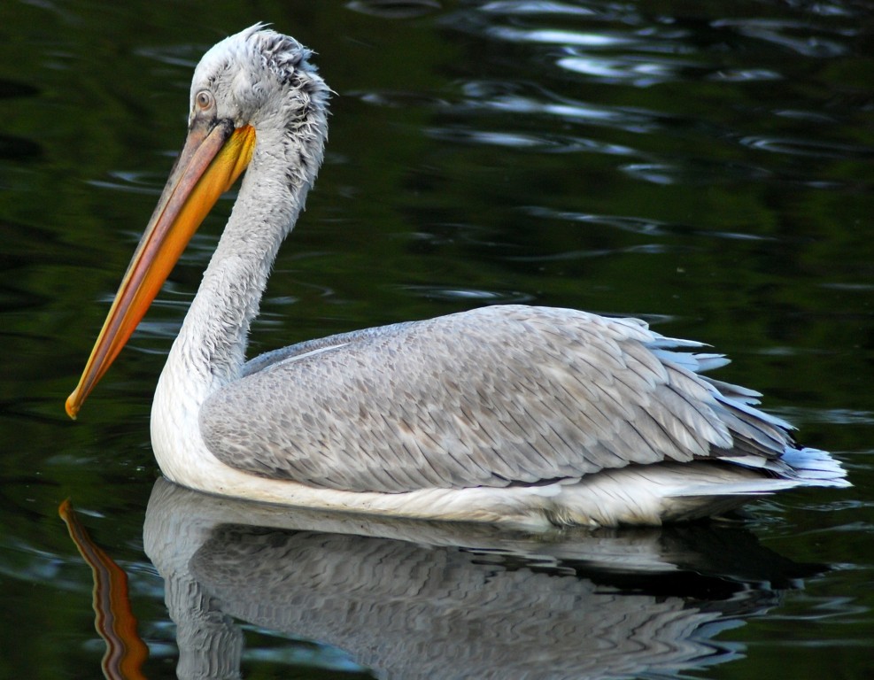 pelicano-crespo