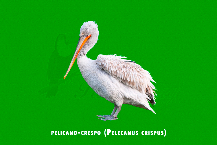 pelicano-crespo (pelecanus crispus)