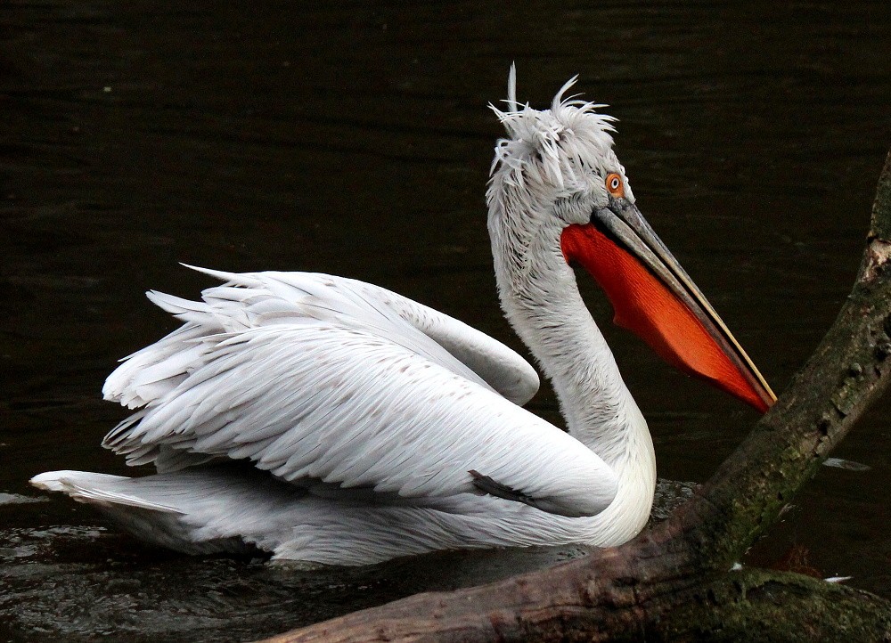 pelicano-crespo
