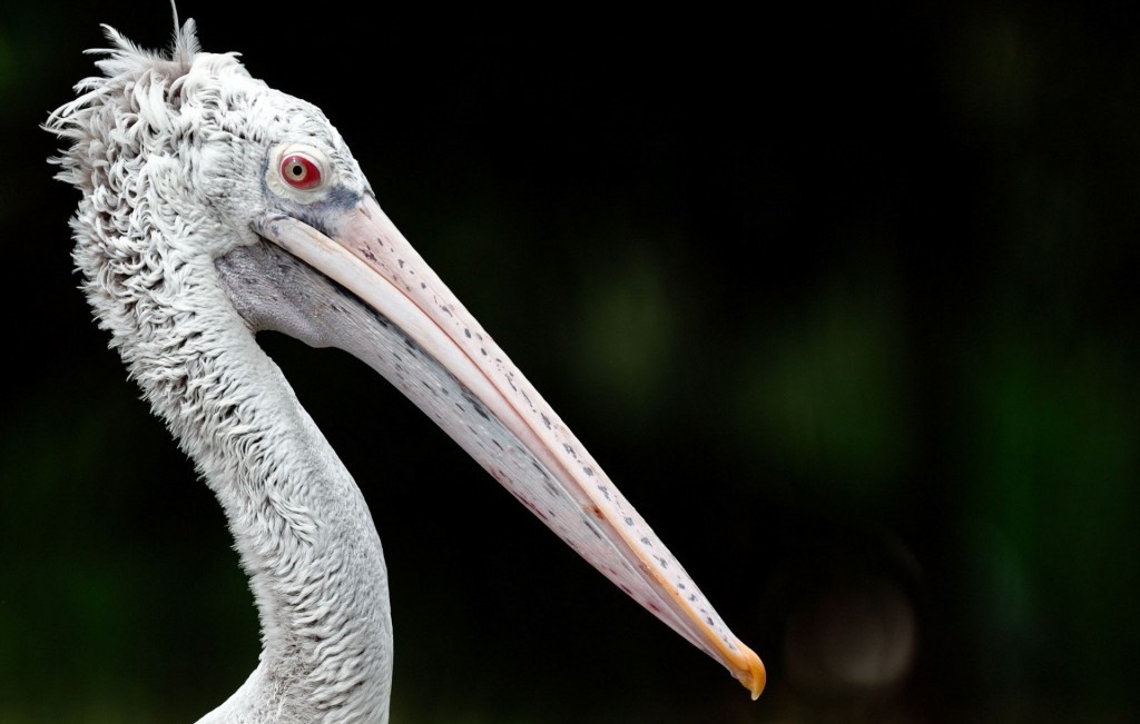 pelicano de bico pintado