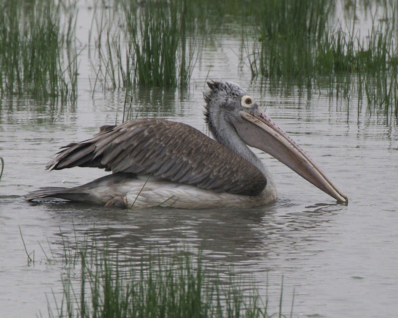 pelicano de bico pintado