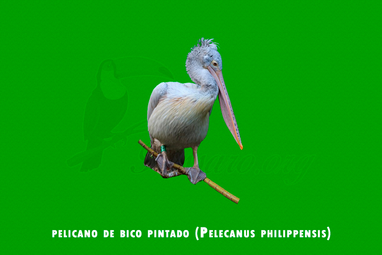 pelicano de bico pintado (pelecanus philippensis)