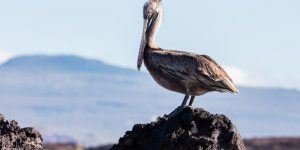 pelicano-pardo