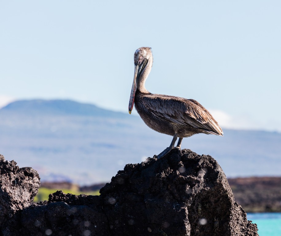 pelicano-pardo